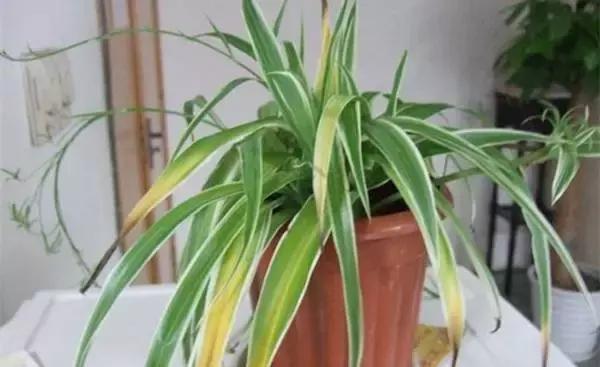 榕树冬天黄叶是什么原因,花卉黄叶原因判断