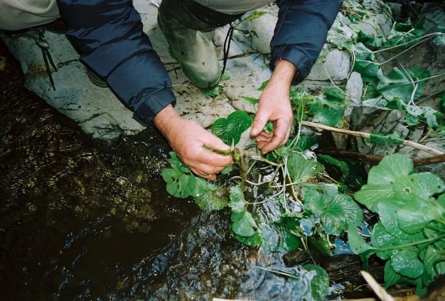为什么芥末的辣和辣椒的辣不同,为什么辣椒辣嘴芥末却辣鼻子