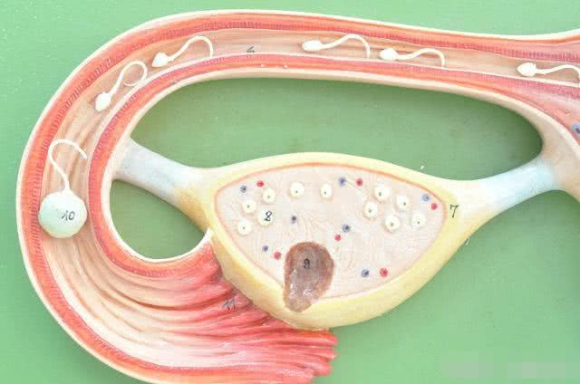 备孕一个月有多少个卵子,备孕女性多重可以怀孕