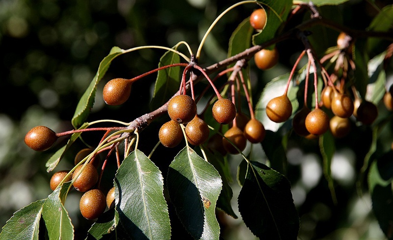 奸相李林甫,唐朝著名奸相李林甫逝世