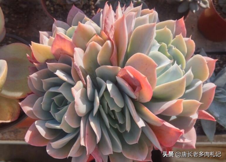 几款好看的厚叶型多肉,超大型多肉薄叶三仙广寒宫