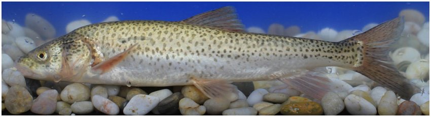 纳木错的“不动产”:年产3000吨鱼,青海湖成“前车之鉴”?