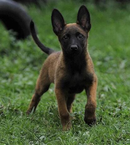 马犬掉毛怎么回事,成都宠物马犬走丢