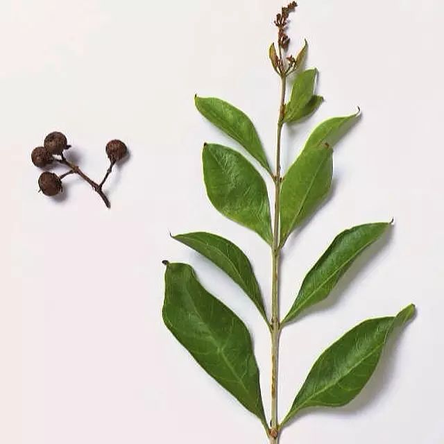 简单海娜手绘 (巴基斯坦海娜手绘彼岸花图文)