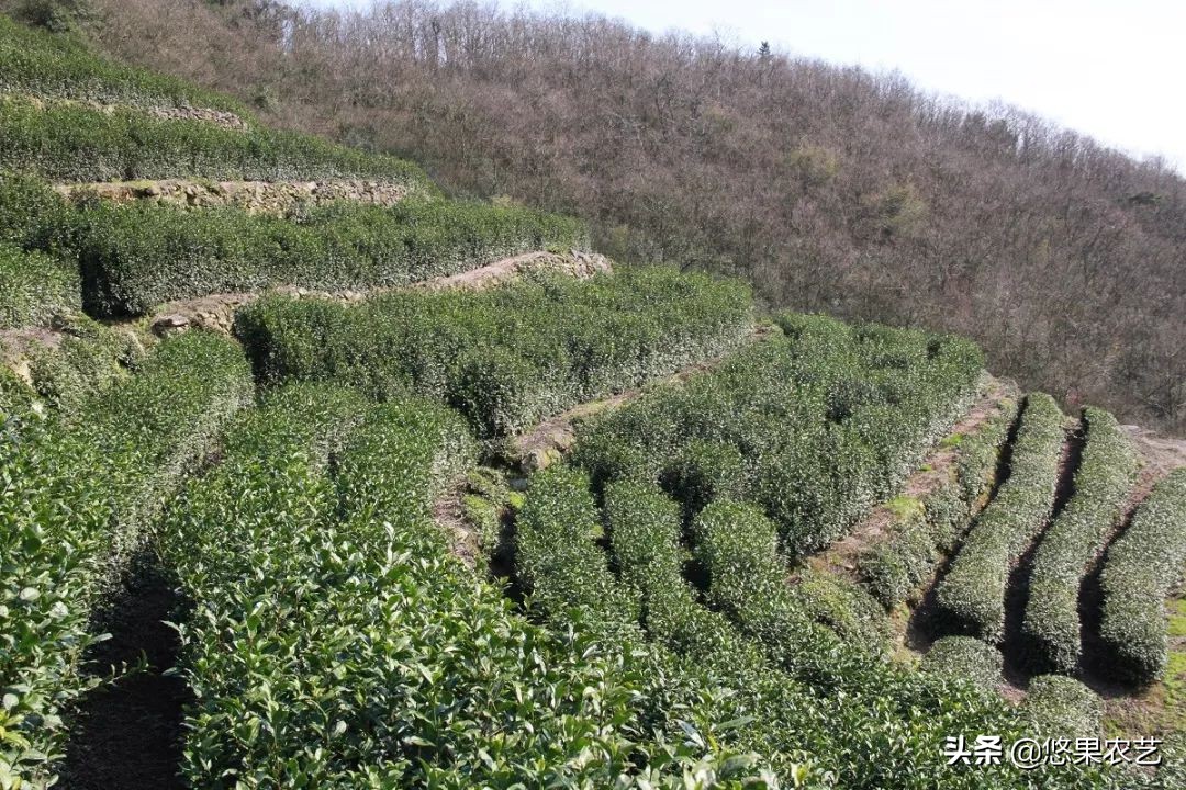 期待兰花香,再谈鸠坑群体种老茶园