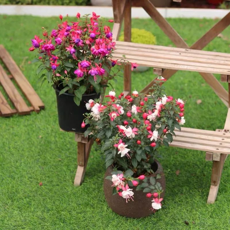 高级好看易养的花卉,最漂亮最迷人的大丽花图片