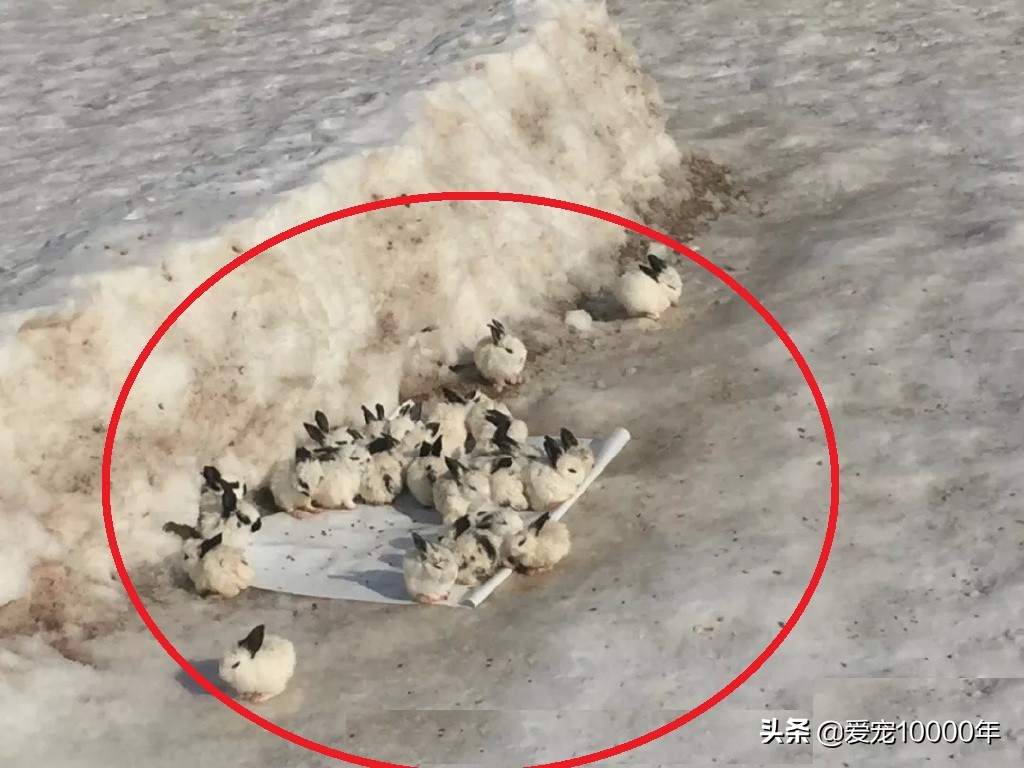 雪地养兔,侏儒兔冬天能户外养么