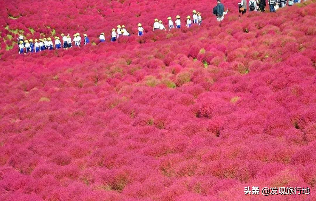 我们用来扫地的东西，在日本身价翻了千倍，还变成了旅游地标