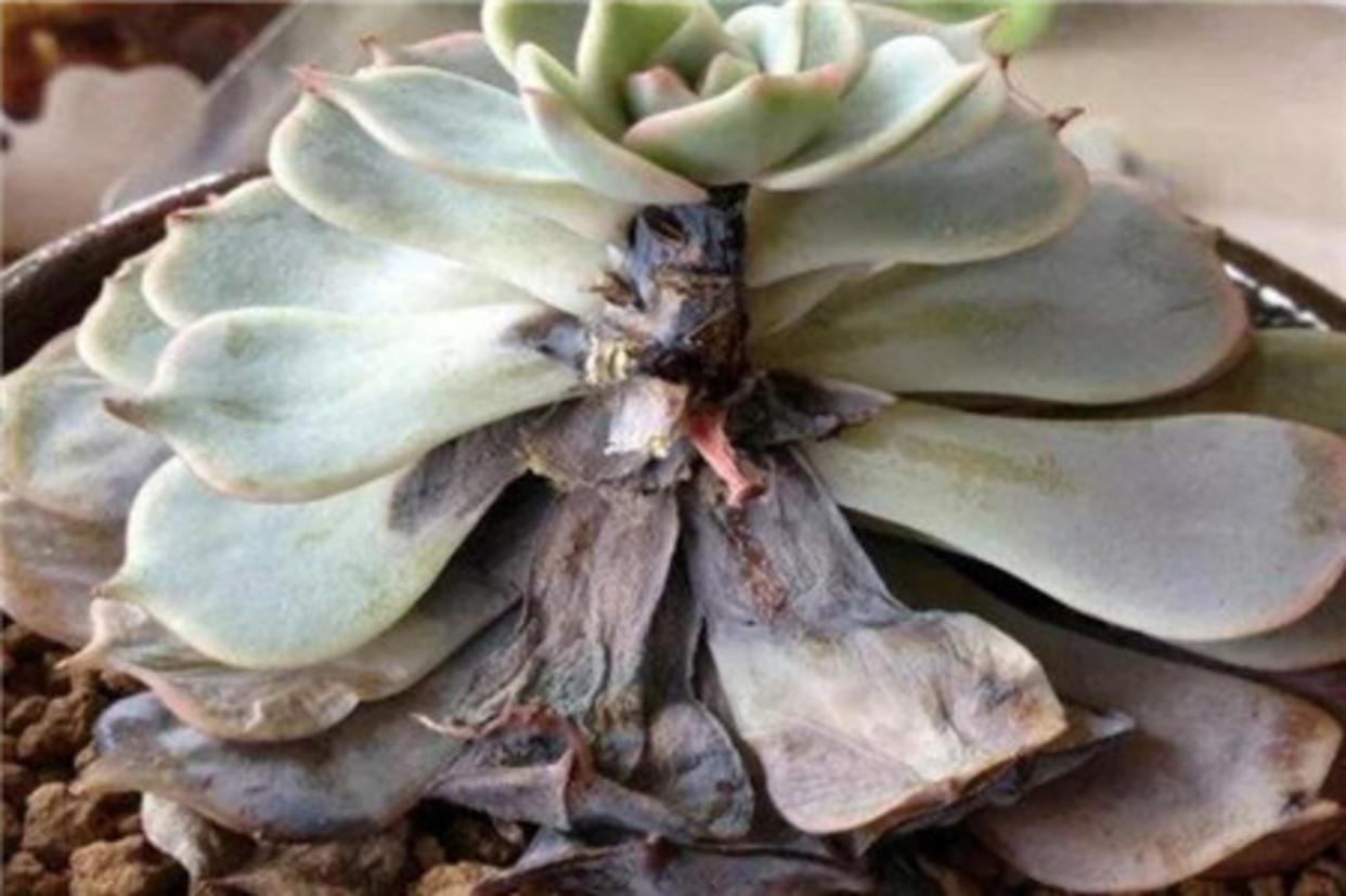 多肉植物有什么症状和注意事项,多肉植物的几种常见病