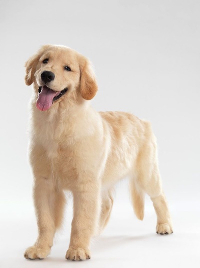 金毛喂养方法和注意事项,金毛的正确喂养方法