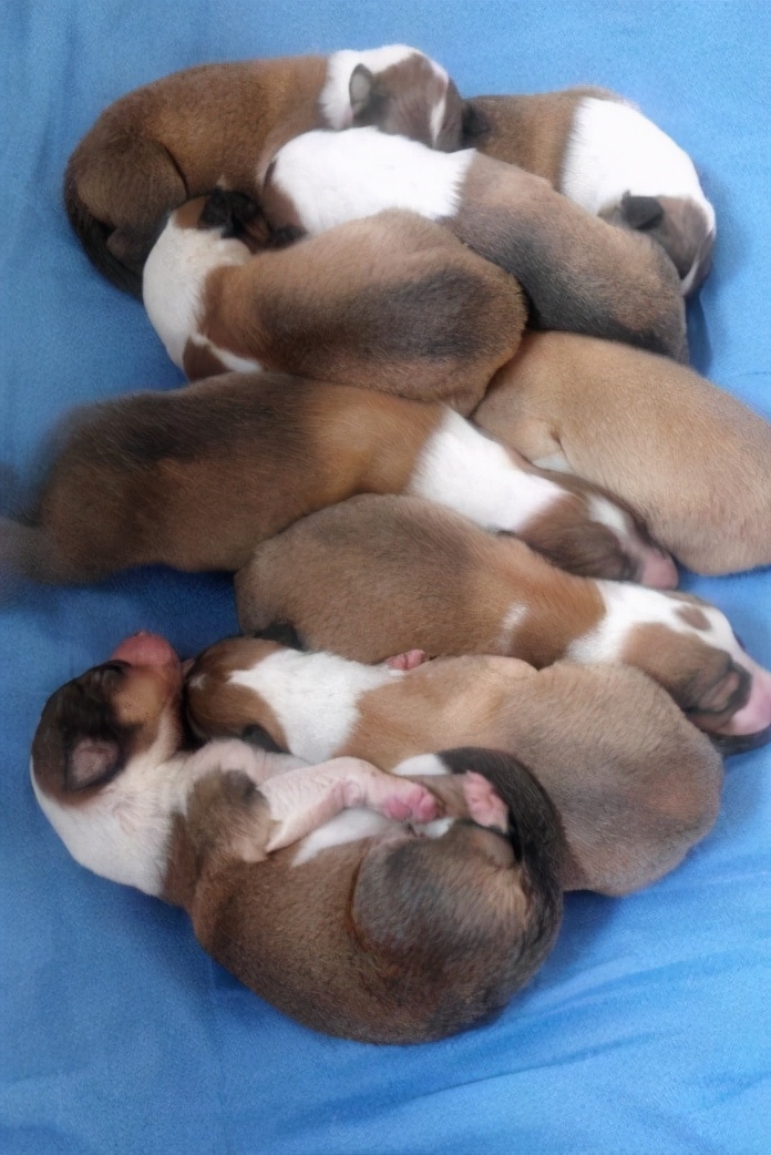 为什么母狗会咬死自己的幼崽,母狗为什么会咬死自己的孩子