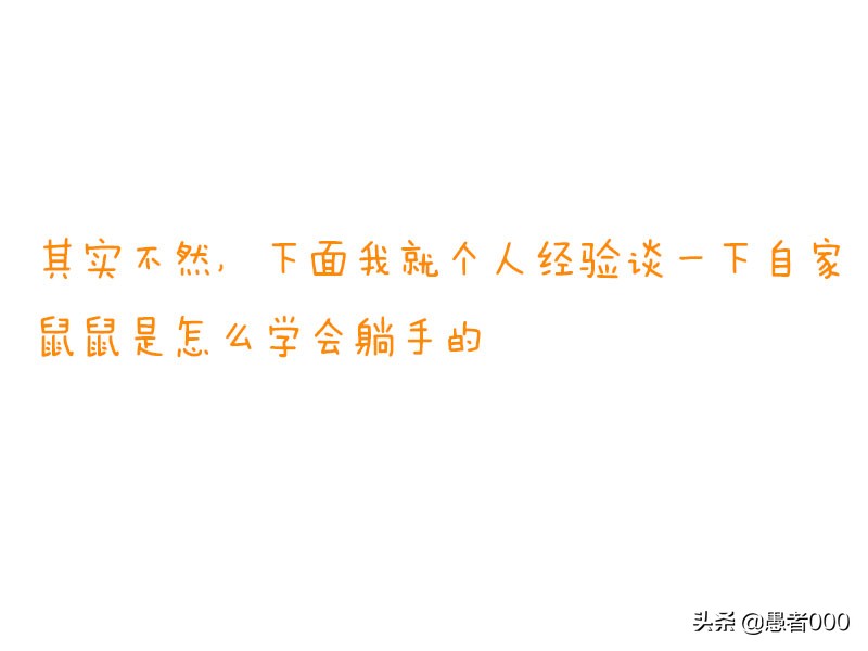 可爱的仓鼠漫画简单,画可爱的仓鼠漫画