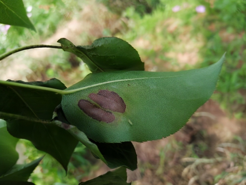 梨褐斑病常造成叶片大量早落，影响树势，如何正确防治？