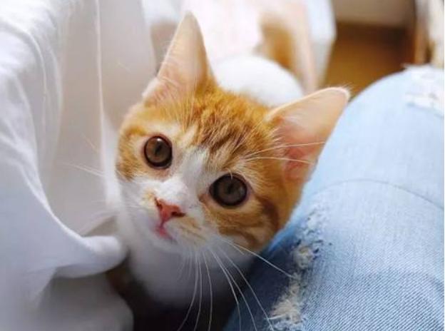 猫咪拉肚子病因及对策,引起猫咪呕吐拉稀的病有哪些