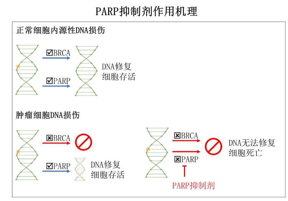 患前列腺癌的风险因素有哪些,前列腺癌是怎么遗传的