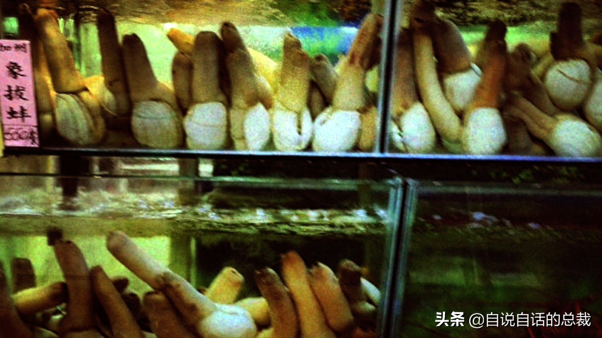 蚶蛤蛏蚬区别,蛤蜊蚶子蛏子区别