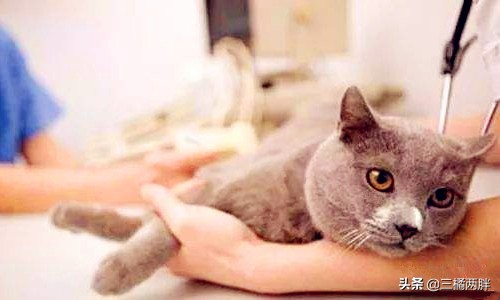 世界奇妙物语宠物猫,奇妙猫咪物语猫癣