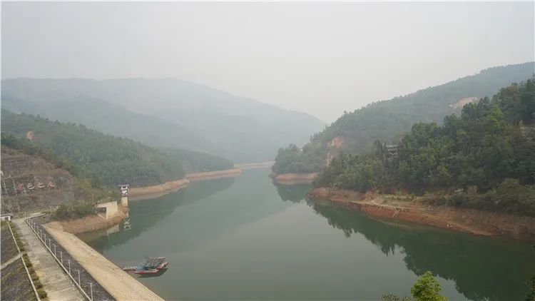 冰岛五寨哪个寨的冰岛茶最好,冰岛五寨普洱茶的口感