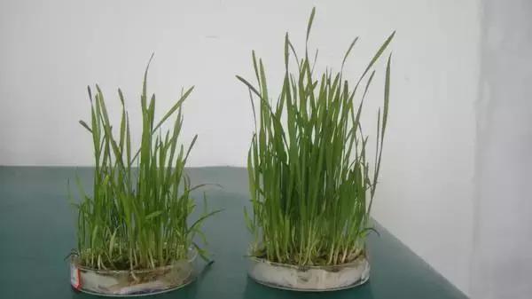 生长素和细胞分裂素是植物激素吗,生长素脱落酸赤霉素细胞分裂素