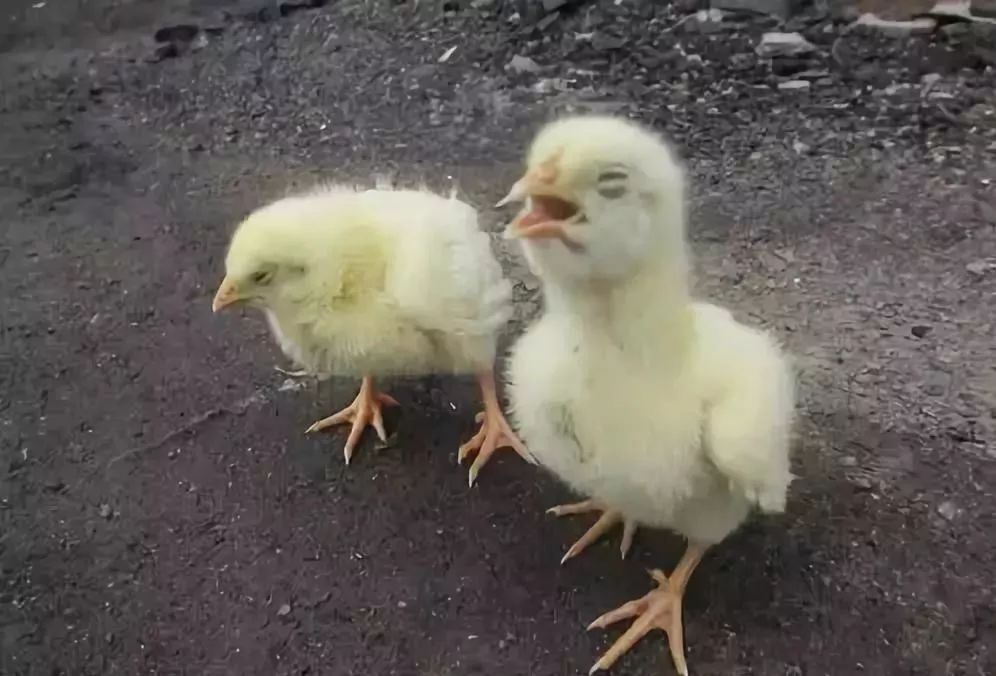 鸡呼吸道病怎么区分,鸡呼吸道病一览表