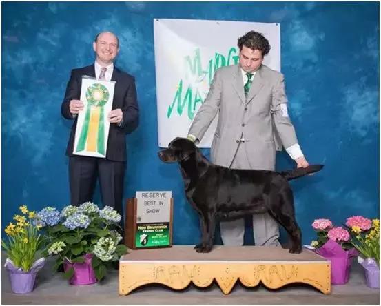 中国犬种繁殖状况,中国本土犬的繁殖现状
