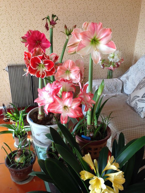 十月适合养什么花,十月现在季节养什么花不怕冷