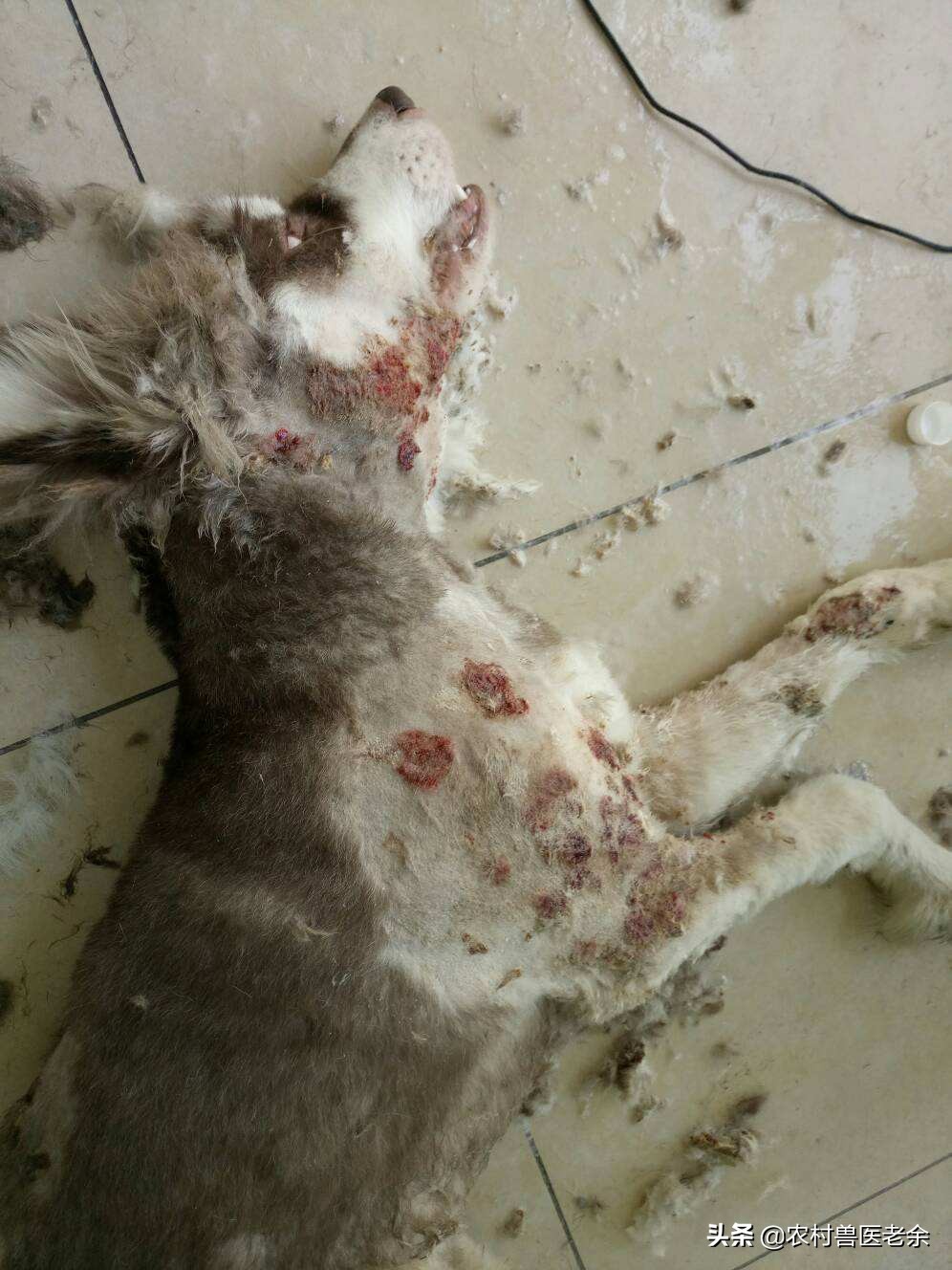 宠物猫狗皮肤病瘙痒寝食难安，主人难受着急，诊断准确才是关键！