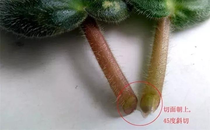 扦插花的养殖方法和技巧,养花扦插有妙招多肉