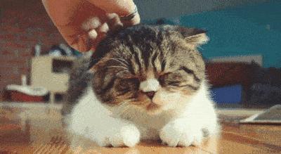 5招让猫咪爱上你内附教程,三招让猫咪爱上喝水