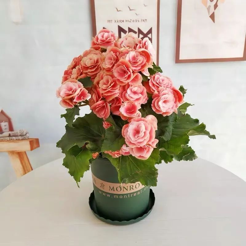 高级好看易养的花卉,最漂亮最迷人的大丽花图片