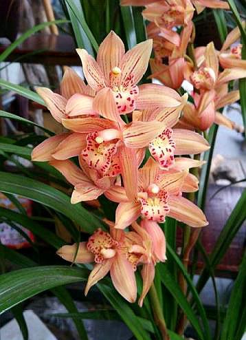 5月份可以给兰花用肥吗用什么肥,秋石斛兰花的养殖方法用什么肥