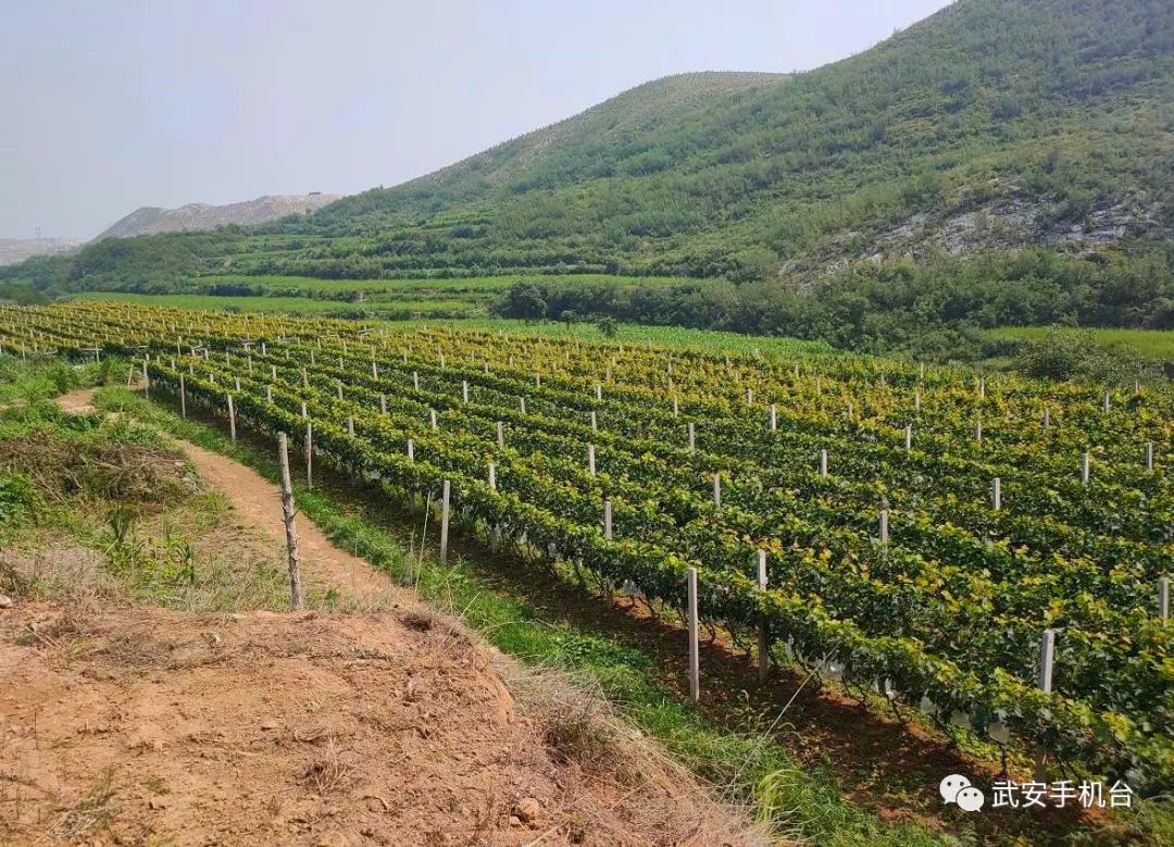 摘葡萄游乐园,摘葡萄还可以免费玩的地方