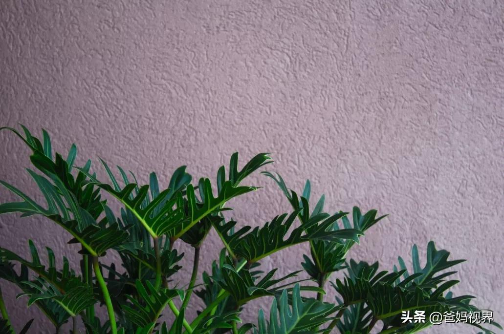 女人性冷淡风格表现,女人性冷淡风如何调理