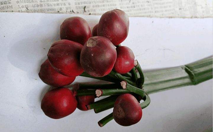 君子兰种子发小芽后怎么处理,君子兰长种子后怎么处理