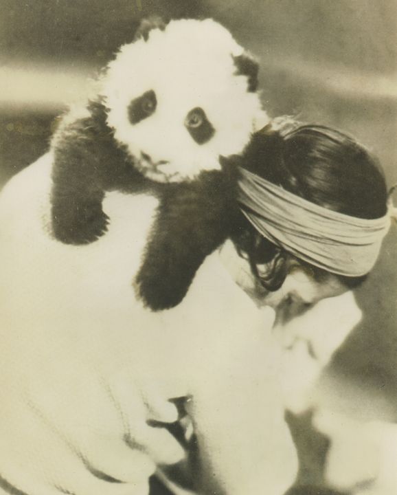 1939年被偷到英国的大熊猫,美国人偷走大熊猫后续