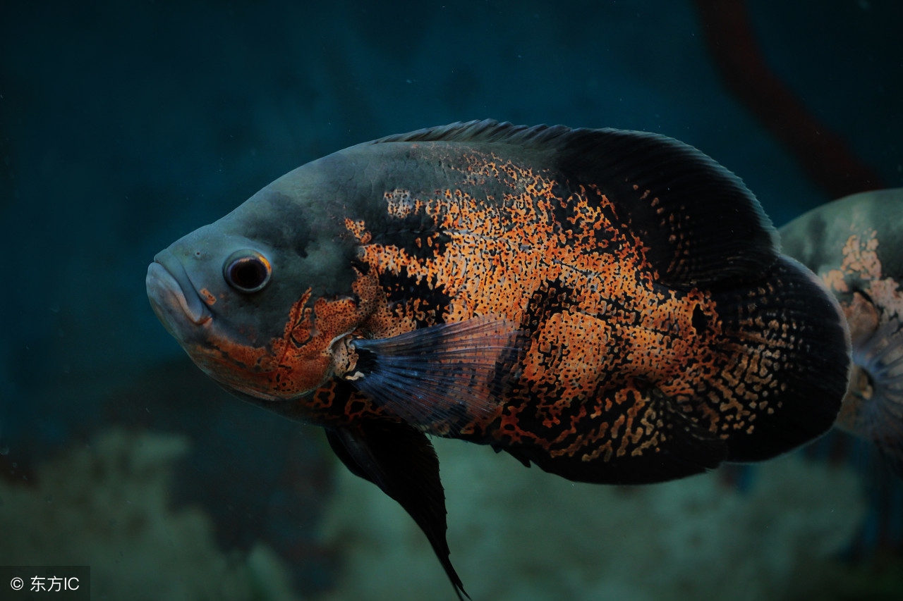 观赏鱼摇头摆尾怎么办,观赏鱼摇头晃脑怎么回事