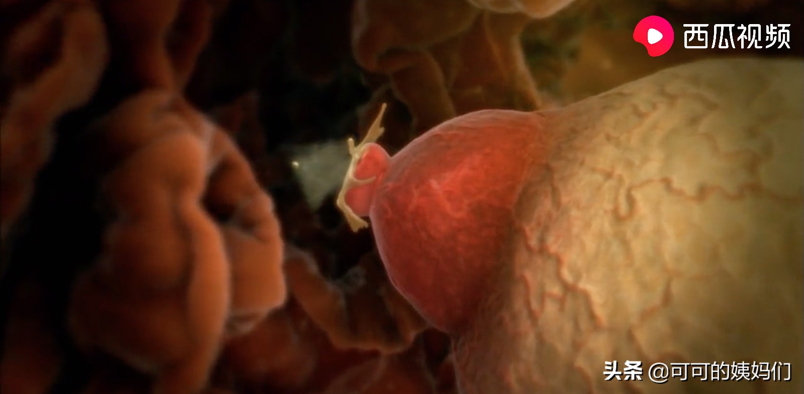 双胞胎受孕过程科普动画,揭秘试管婴儿受孕全过程