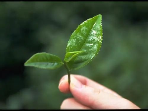 撩人心弦的农产品营销文案,卖农产品文案高级感