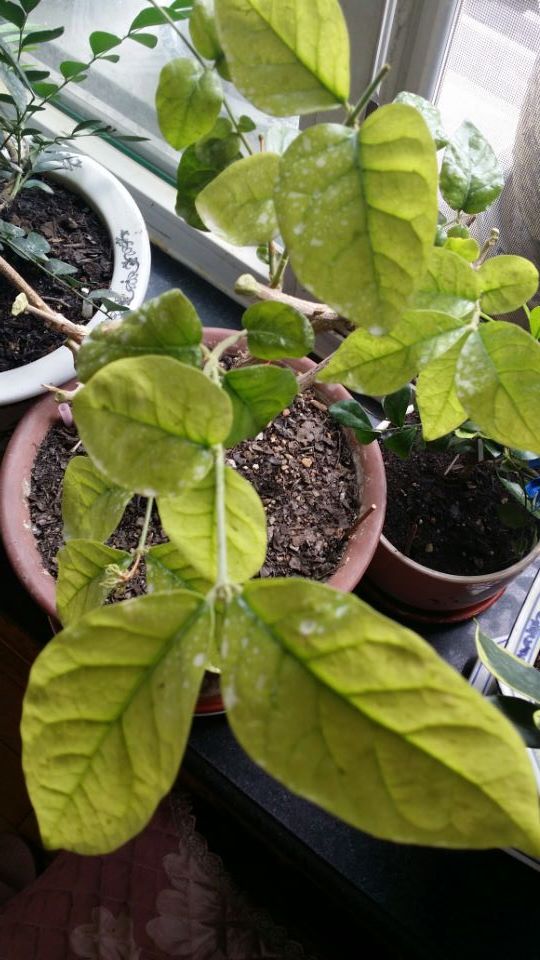 茉莉叶子掉光怎么养,茉莉叶发黄了怎么办小妙招