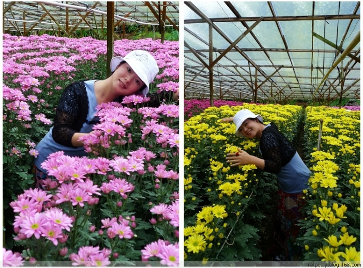 马来西亚办农庄,马来西亚农家小院