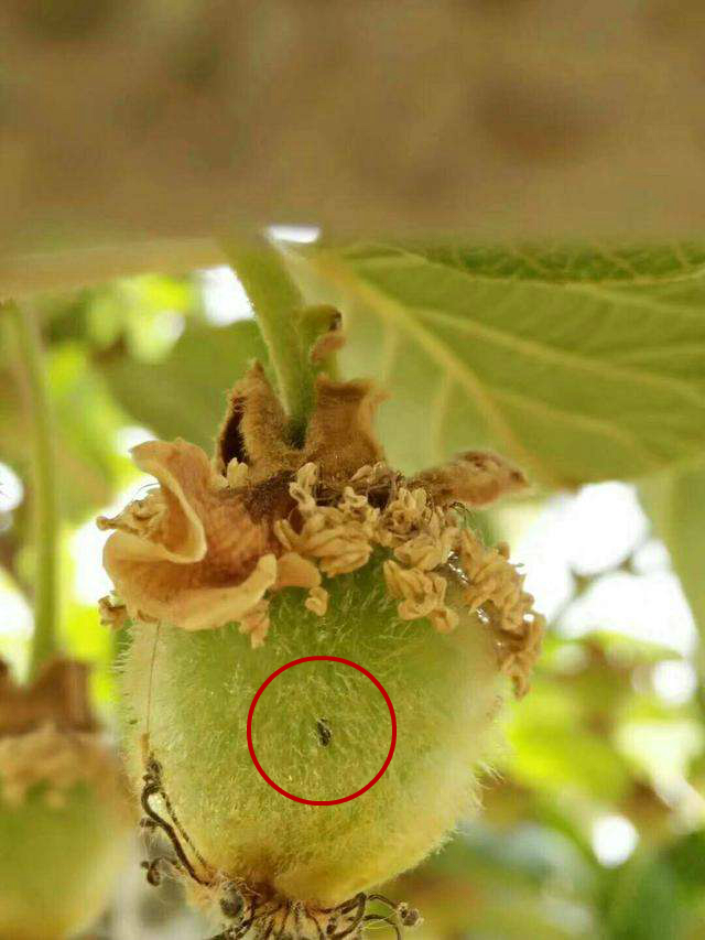 猕猴桃防病最佳时机,如何防止猕猴桃的溃疡病