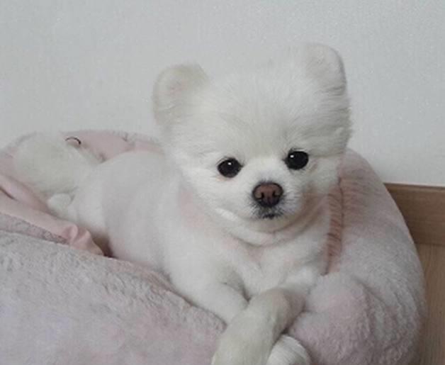 博美怎么不会听话,博美害怕出门怎么办