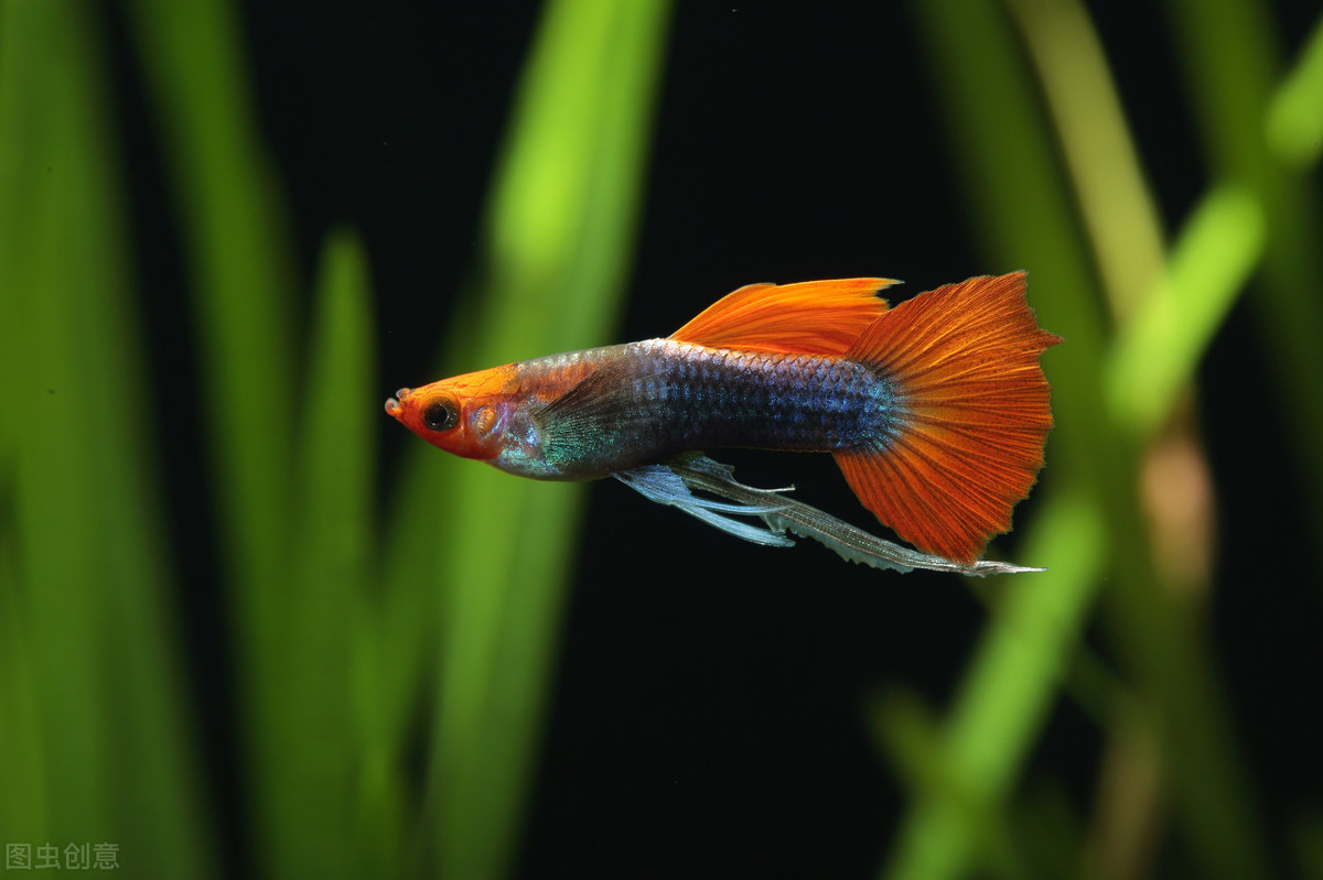 绿水养孔雀鱼可以吗？注意这2点，绿水养的孔雀鱼更好看