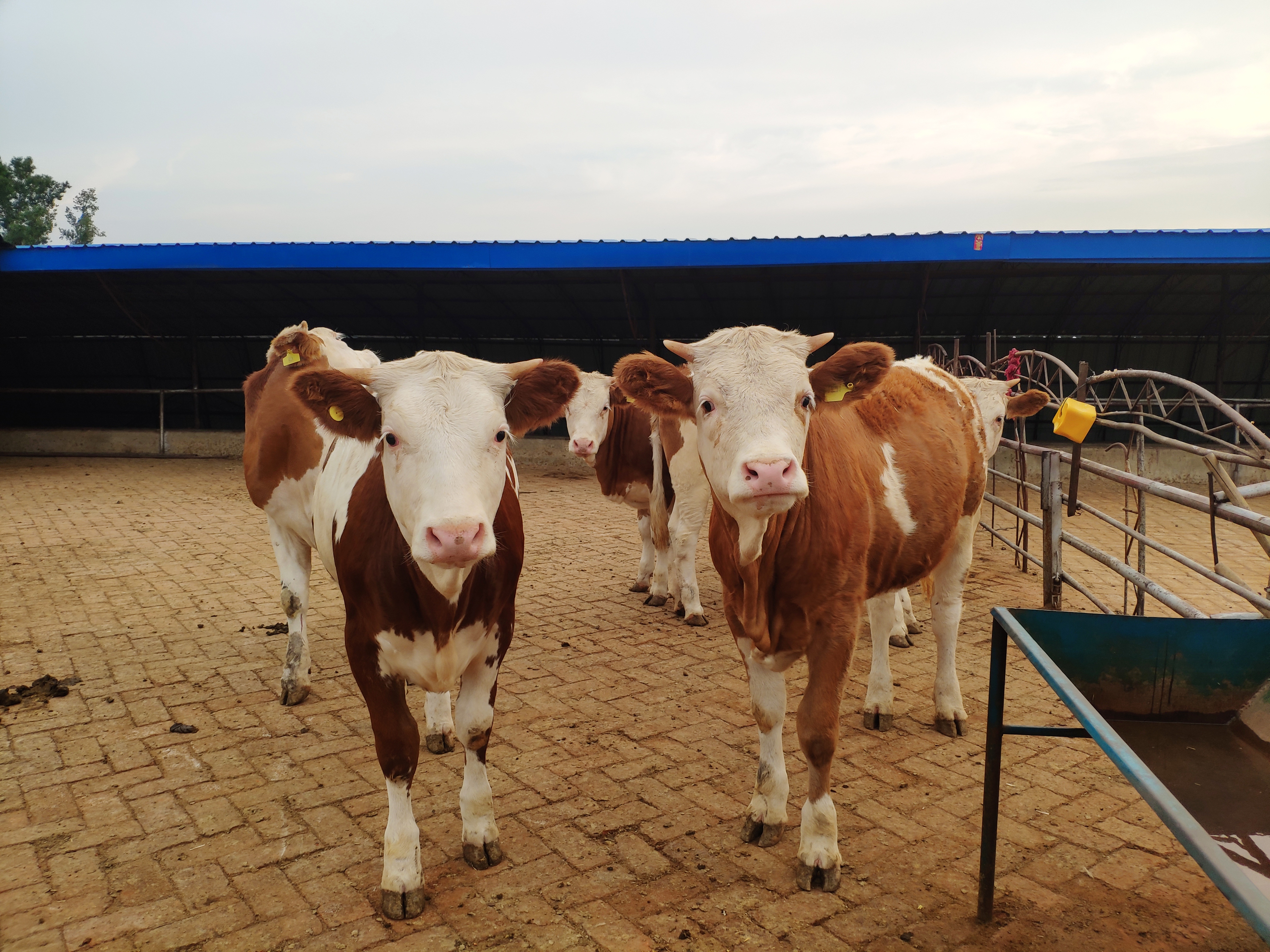 养牛人青储料,养牛人必须要知道的知识