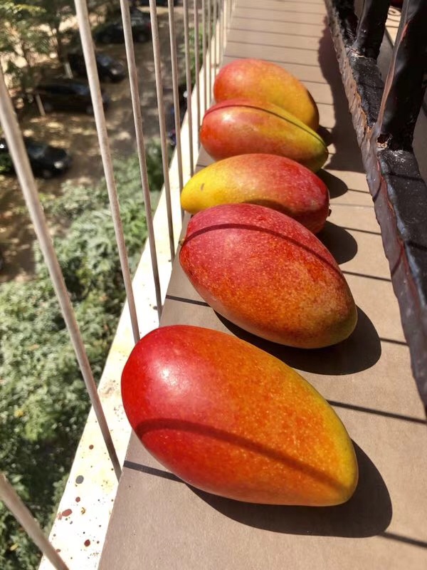 如何区分贵妃芒自然熟,如何辨别贵妃芒