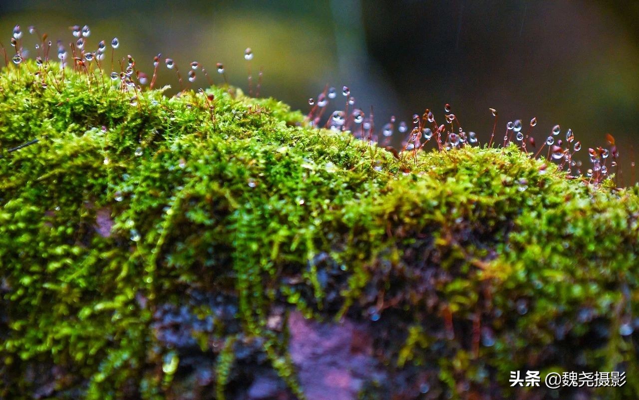 留坝秦岭之夜,留坝秦岭森林公园