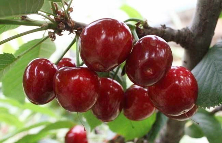 车厘子可以和苹果雪梨一起吃,车厘子成熟季节冬季