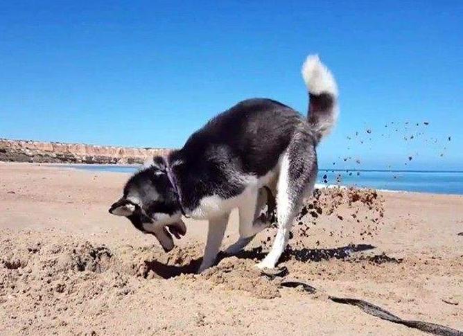 养哈士奇的好处,养哈士奇有什么好处