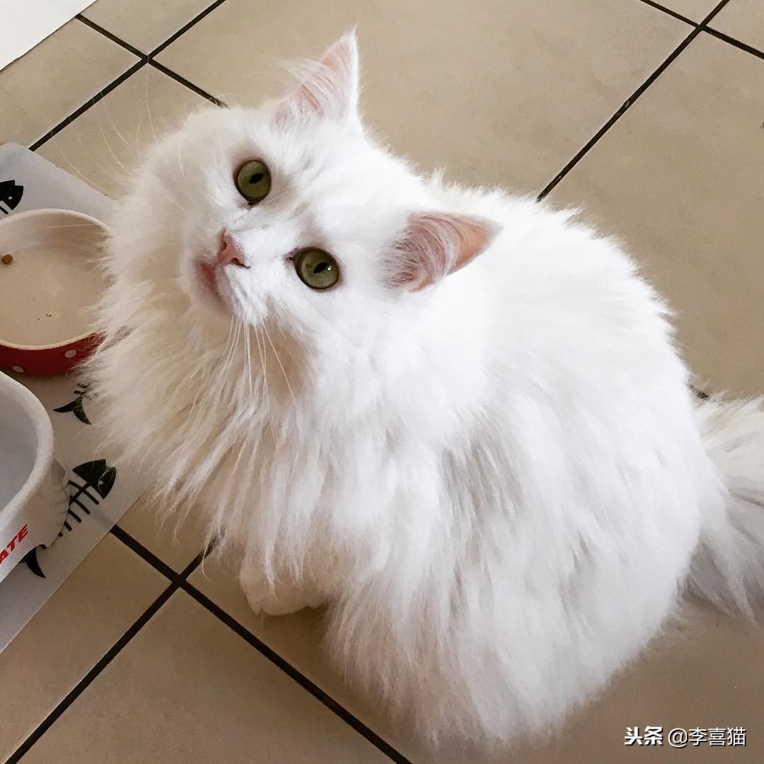 进口猫粮比国产猫粮好吗,进口猫粮和国产猫粮哪个好