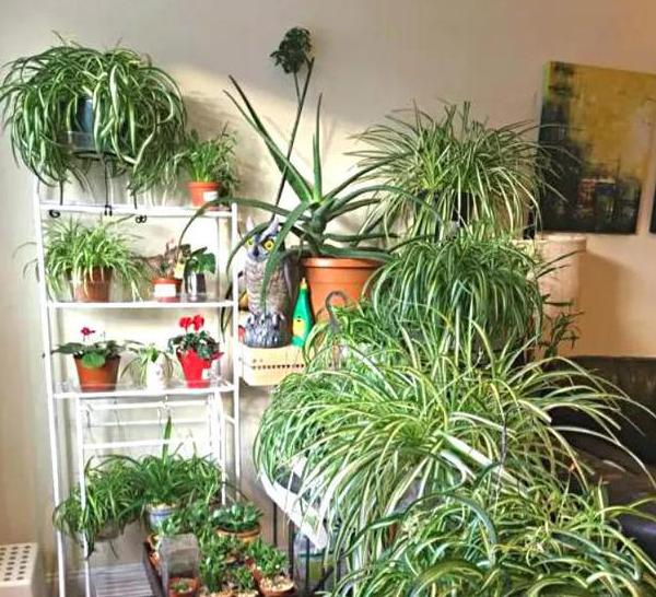 五种植物最能净化空气除甲醛,甲醛克星第一名植物好养